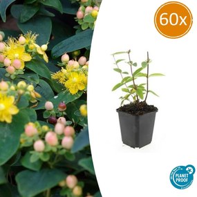 Hypericum Inodorum 'Annebel' - 20cm