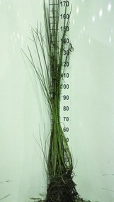Salix viminalis - blote wortel - 60-90 cm -
