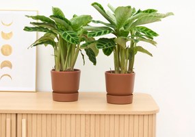 2 x Calathea Zebrina - 35 cm