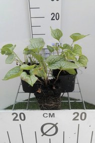 Brunnera macrophylla 'Jack Frost' - pot 9x9 cm -