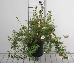 Potentilla fruticosa 'Blink' (Princess) - pot 3L - 25-30 cm