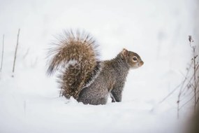 Foto Fluffy friend,Close-up of gray squirrel on, SAMANTHA MEGLIOLI / 500px, (40 x 26.7 cm)