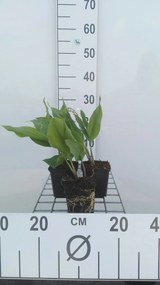 Convallaria majalis - pot 9x9 cm -