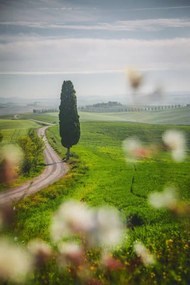 Foto Tuscany landscape view of green hills, serts, (26.7 x 40 cm)