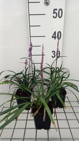 Liriope muscari 'Royal Purple' - pot 9x9 cm