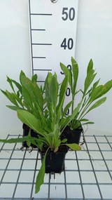Coreopsis auriculata 'Schnittgold' - pot 9x9 cm