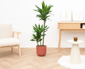 Dracaena Janet Lind - 130cm