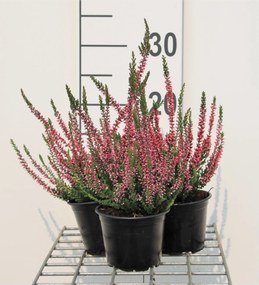 Calluna vulgaris - Struikheide - pot diameter 10,5 cm - 10-12 cm -