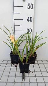 Hemerocallis 'On And On' - pot 9x9 cm
