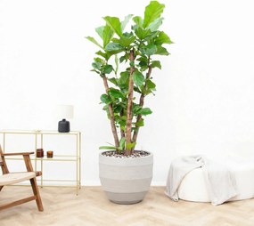 Combi deal - Ficus Lyrata Vertakt inclusief pot Bordo New Egg - 220cm