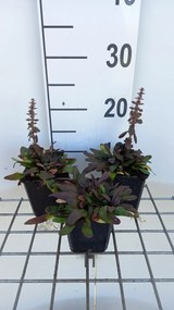 Ajuga tenorii 'Valfredda' - pot 9x9 cm