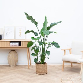 Strelitzia Nicolai - 150cm