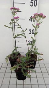 Achillea millefolium 'Lilac Beauty' - pot 9x9 cm -