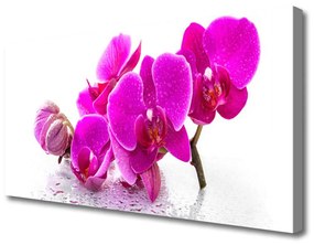 Canvas foto Bloemen van het viooltje 100x50 cm