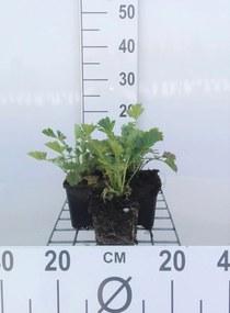 Geum chiloense 'Lady Stratheden' - pot 9x9 cm -