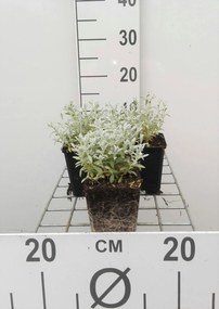 Cerastium tomentosum var. columnae - pot 9x9 cm -