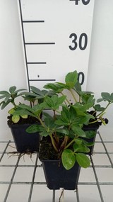 Helleborus niger 'Praecox' - pot 9x9 cm -