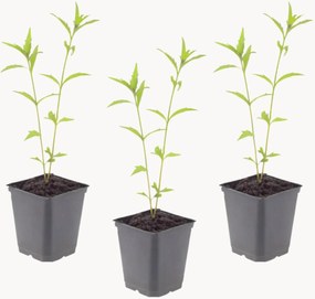 Planten Kalimeris Kalimeris incisa Blue Star, 3-delig