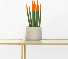 Sansevieria Cylindrica Velvet Touchz oranje - 25cm