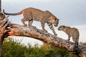 Foto A mother leopard, Panthera pardus, walks, Mint Images