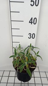 Phlomis fruticosa - pot 9x9 cm