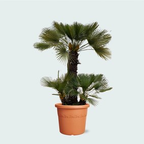 Chamaerops Humilis - 230cm