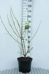 Cornus sericea 'Flaviramea' - pot 10L - 80-100 cm