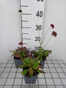 Knautia macedonica 'Mars Midget' - pot 9x9 cm