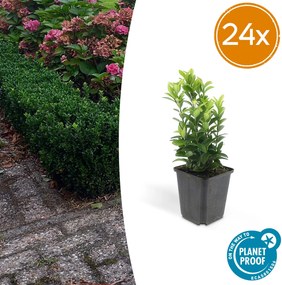 Euonymus Japonicus 'Green Spire' - 20cm