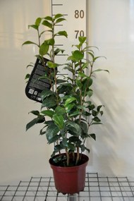 Camellia japonica rood - pot 3L - 50-60 cm