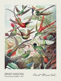 Kunstreproductie Trochilidae–Kolibris (1904), Ernst Haeckel