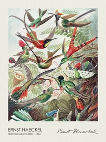 Kunstreproductie Trochilidae–Kolibris (1904), Ernst Haeckel