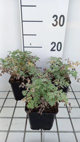 Tanacetum niveum 'Jackpot' - pot 9x9 cm