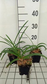 Agapanthus 'Dr Brouwer' - pot 9x9 cm -