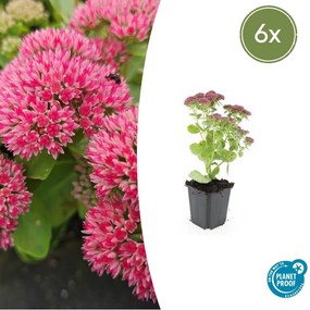 Sedum 'Herbstfreude' - 20cm