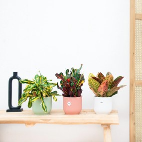 3x Croton codiaeum mix - 30cm