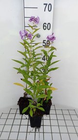 Phlox 'Uspech' - pot 9x9 cm -