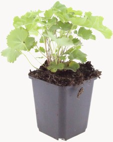 Planten Lady's Mantle Alchemilla Mollis, 6-delig