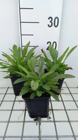 Coreopsis grandiflora 'Sonnenkind' - pot 9x9 cm -