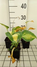 Hosta 'Great Expectations' - pot 9x9 cm