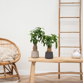 Combi deal 2x Wout S - 30cm