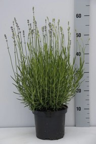 Lavandula angustifolia 'Dwarf Blue' - pot 3L (Lavendel) -