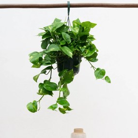 Epipremnum Aureum - 40cm