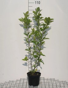 Magnolia 'Susan' - pot - 50-60 cm -
