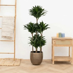 Dracaena Fragrans compacta carrousel - 140 cm