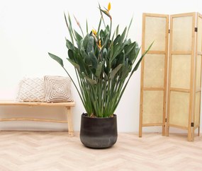 Strelitzia Reginae XXL - 170cm