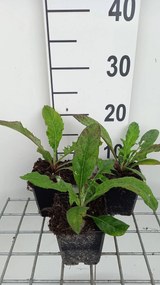 Echinops bannaticus 'Blue Globe' - pot 9x9 cm -