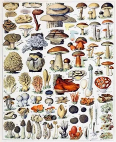 Kunstreproductie Illustration of  Mushrooms  c.1923, Millot, Adolphe Philippe