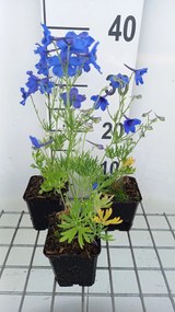 Delphinium grandiflorum 'Blauer Zwerg' - pot 9x9 cm