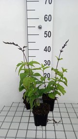 Salvia guaranitica 'Black and Blue' - pot 9x9 cm -